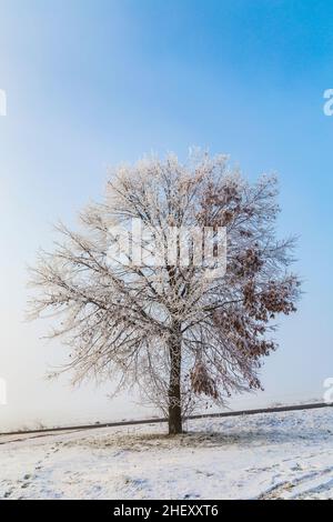 frozen birch tree in winter landscape under blue sky Stock Photo