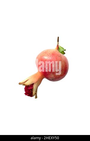 one small unripe pomegranate fruit isolated on white background Stock Photo