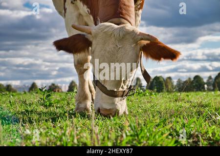 Close-up of brown and white cow grazes on green pasture at summer day. Breeding farm animals. Stock Photo
