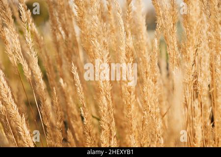 Close-up of golden dry stems on light wind at sunny summer day. Beautiful steppe field. Selective focus. Stock Photo