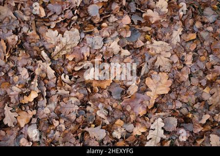 Dark brown autumn fallen leaves as background. Late fall season leaves texture. Natural foliage pattern. Stock Photo