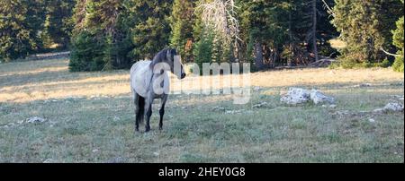 Blue Roan Wild Horse Mustang Stallion  in the Pryor Mountains Wild Horse Refuge on the border of Wyoming in the United States Stock Photo