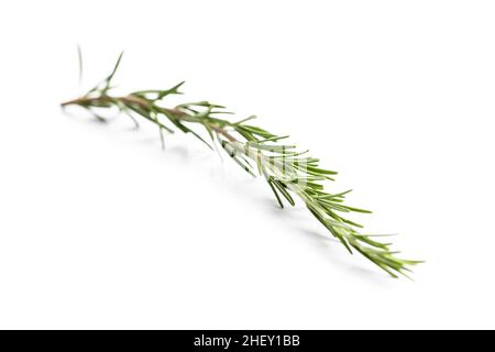 Green rosemary branch isolated on white background. Stock Photo
