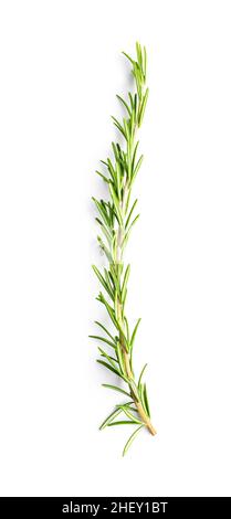 Green rosemary branch isolated on white background. Stock Photo