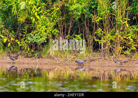 Eurasian common moorhen (Gallinula chloropus) searching for food in winter season  at Tanguar Haor, Bangladesh Stock Photo