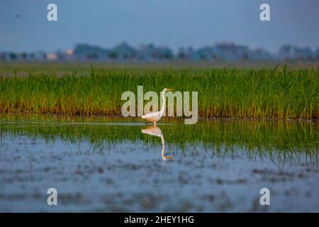 A Great egret (Casmerodius albus), Tanguar haor, Sunamganj, Bangladesh Stock Photo