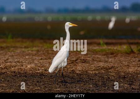 A Great egret (Casmerodius albus), Tanguar haor, Sunamganj, Bangladesh Stock Photo