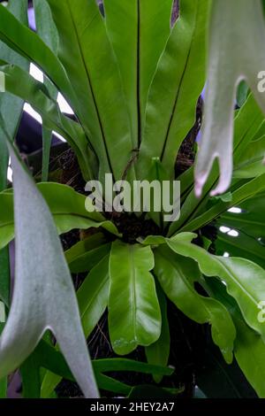 Close-up view of green nature tropical staghorn plant for exotic nature background or wallpaper Stock Photo