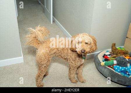 Australian Labradoodle is a mix between the Labrador Retriever, Poodle and Cocker Spaniel. Stock Photo