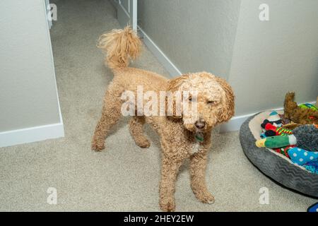 Australian Labradoodle is a mix between the Labrador Retriever, Poodle and Cocker Spaniel. Stock Photo