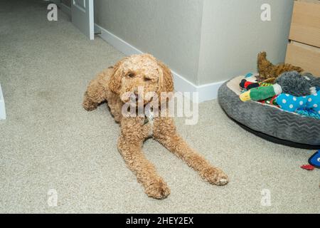 Australian Labradoodle is a mix between the Labrador Retriever, Poodle and Cocker Spaniel. Stock Photo