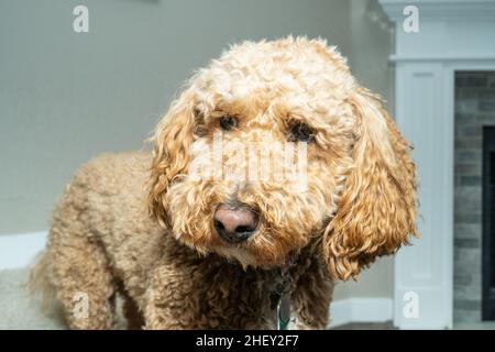 Australian Labradoodle is a mix between the Labrador Retriever, Poodle and Cocker Spaniel. Stock Photo