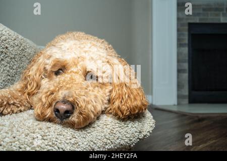 Australian Labradoodle is a mix between the Labrador Retriever, Poodle and Cocker Spaniel. Stock Photo