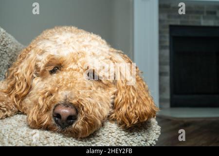 Australian Labradoodle is a mix between the Labrador Retriever, Poodle and Cocker Spaniel. Stock Photo