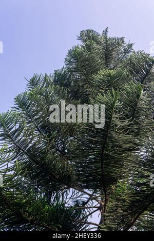 Low angle view of big green pine tree under the clear blue sky Stock Photo
