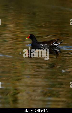 The common redfish or moorhen is a species of bird in the family Rallidae. Stock Photo