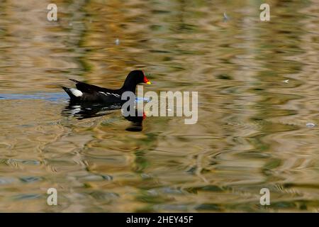 The common redfish or moorhen is a species of bird in the family Rallidae. Stock Photo