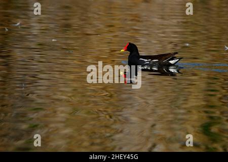 The common redfish or moorhen is a species of bird in the family Rallidae. Stock Photo