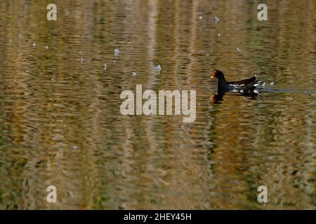 The common redfish or moorhen is a species of bird in the family Rallidae. Stock Photo