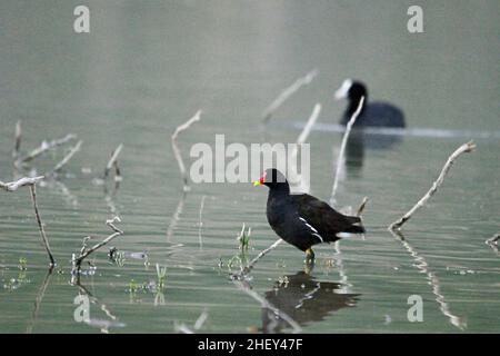 The common redfish or moorhen is a species of bird in the family Rallidae. Stock Photo