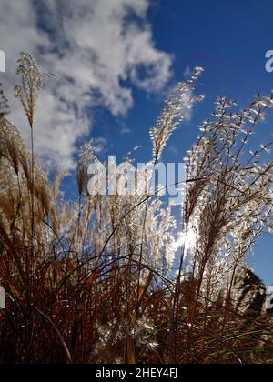 Life in Tasmania and travelling Stock Photo