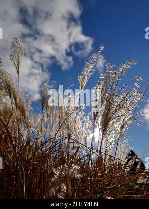 Life in Tasmania and travelling Stock Photo