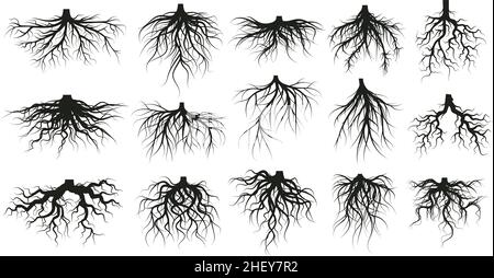 Tree root system, underground growing plants stems. Branched roots, botany plants, trees, vegetables roots vector illustration set. Underground root Stock Vector