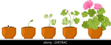 Cartoon plant growth process, flower seed, sprout growing into flower. House potted plant growth phases isolated vector illustration. Flower growth Stock Vector