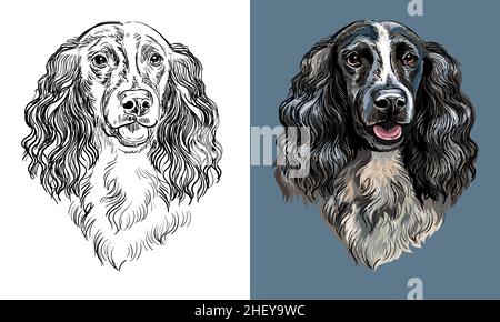 Vector hand drawing dog spaniel monochrome and color Stock Vector