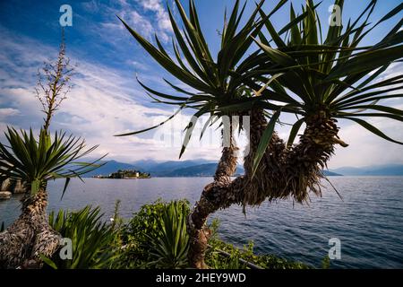 View to the island Isola Bella over Lake Maggiore, palm trees in the foreground, surrounding mountains in the distance. Stock Photo