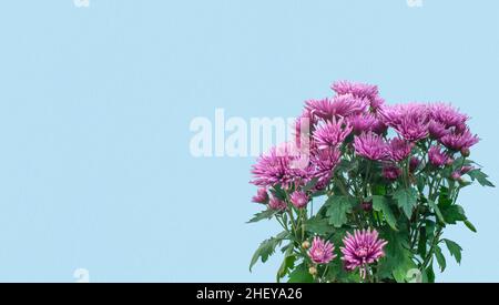 Beautiful Chrysanthemum Flower with blue wall background for copy space Stock Photo