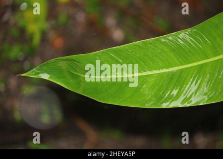Close up of wet banana leaf on a blurred background Stock Photo
