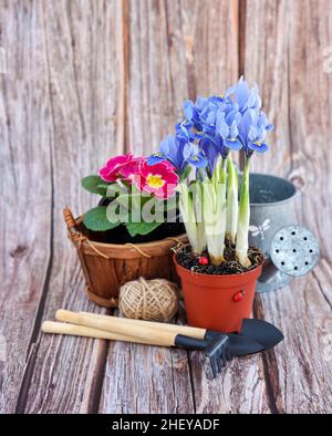 Spring flowers and gardening tools on a rustic wooden background. Gardening concept Stock Photo