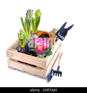 Spring flowers in wooden box and garden tools on white background. Gardening concept Stock Photo
