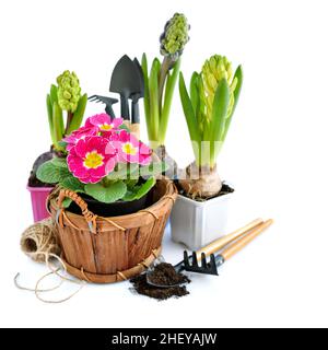 Spring primulas flowers, gardening tools on white background. Gardening concept Stock Photo