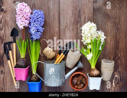 Garden tools, hyacinth flowers and plants on a rustic wooden background, frame. Gardening concept. Top view Stock Photo
