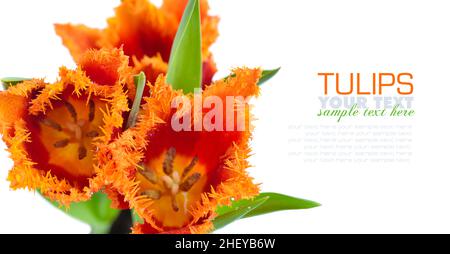 Red-orange terry tulips on white background. Spring floral background. Soft focus. Card with flowers. Place for text Stock Photo