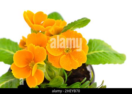 Blossom of primula flowers isolated on white background. Spring floral background Stock Photo