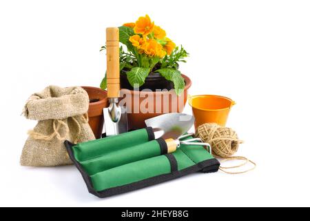 Gardening tools and spring primulas flowers on white background. Gardening concept Stock Photo