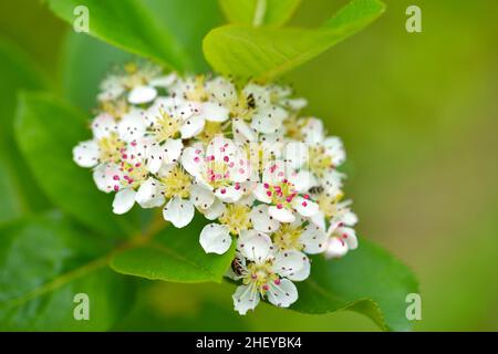 White tender flowers of black chokeberry (Aronia melanocarpa) in spring on green leaves background. Selective focus. Stock Photo