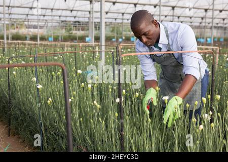 Confident male florist with a carnations plants in the hothouse Stock Photo