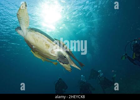 Atlantic Hawksbill Turtle - Eretmochelys imbricata, popular endangered sea animal from Atlantic ocean and seas, Red Sea, Egypt. Stock Photo