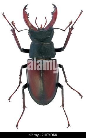 Stag beetle Lucanus cervus family Lucanidae male with small antlers Stock Photo