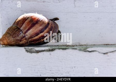 brown snail stick on the white wall background Stock Photo