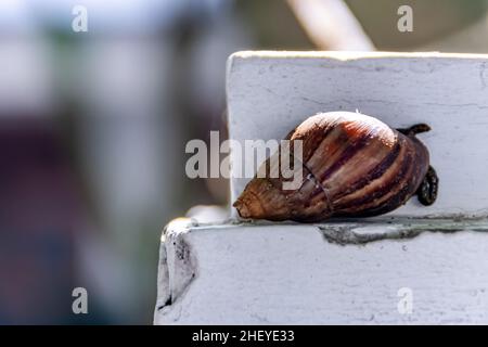close-up brown snail stick on the white wall with the blurry and soft focused background Stock Photo