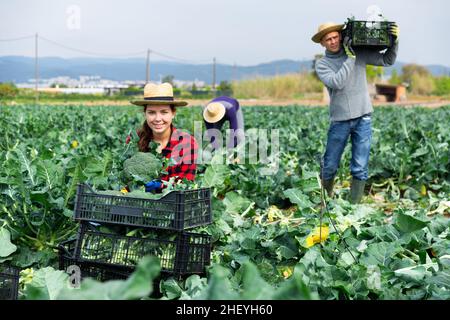 Woman farmer harvesting broccoli at a vegetable farm Stock Photo