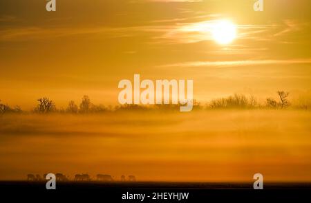 Deer in Windsor Great Park, Berkshire, as the sun rises through early morning mist. Picture date: Thursday January 13, 2022. Stock Photo