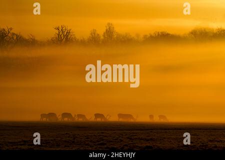 Deer in Windsor Great Park, Berkshire, as the sun rises through early morning mist. Picture date: Thursday January 13, 2022. Stock Photo