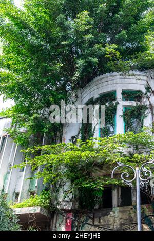 Abandoned old and vintage white heritage building with the green trees growing from the inside Stock Photo