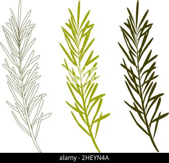 Plant design. Set of leaves silhouette of beautiful plants, leaves. Stock Vector